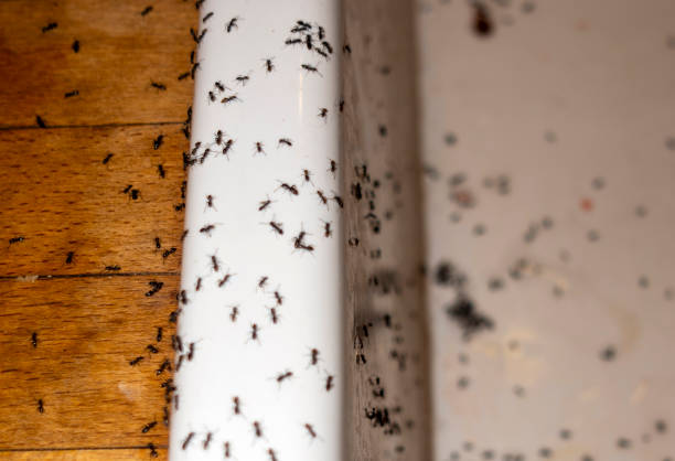 Reliable Logansport, LA Pest Control Solutions