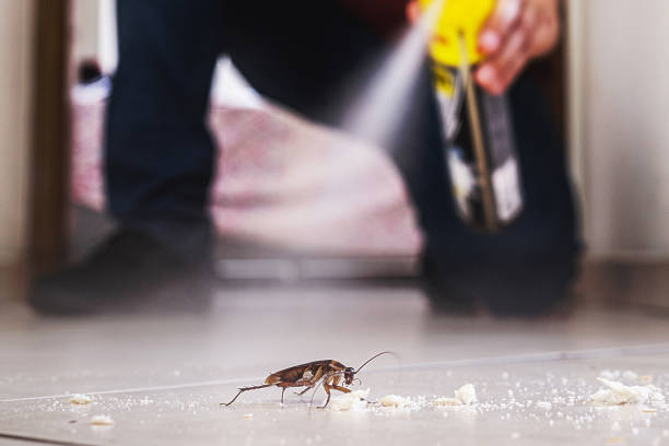 Best Affordable Pest Control Services  in Logansport, LA